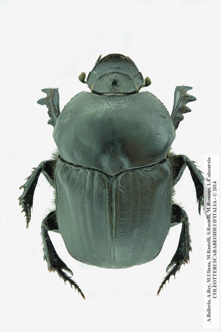 Onitis belial, femmina